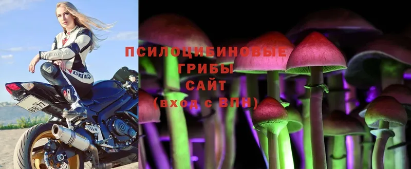 Галлюциногенные грибы Psilocybe  Мирный 